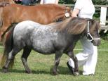 Small picture of Lavendel of NorthStar, Diplom, 40 p